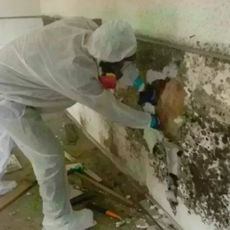 Mold Remediation and Removal in Temelec, CA